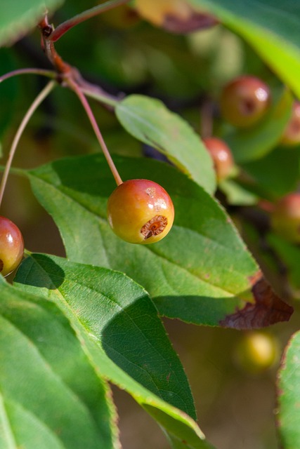 了诸多选择 了诸多选择